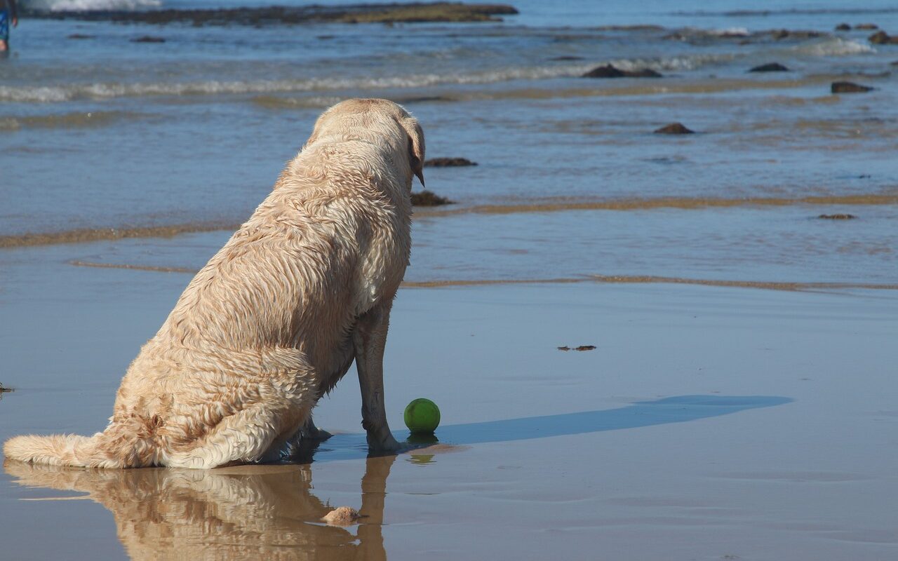 Can I Bring My Pet On A Beach Vacation?