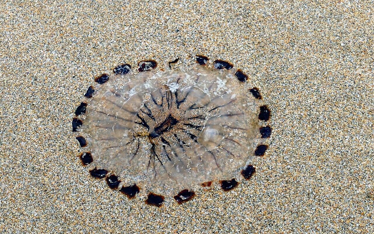 Are There Any Dangerous Marine Animals At The Beach?