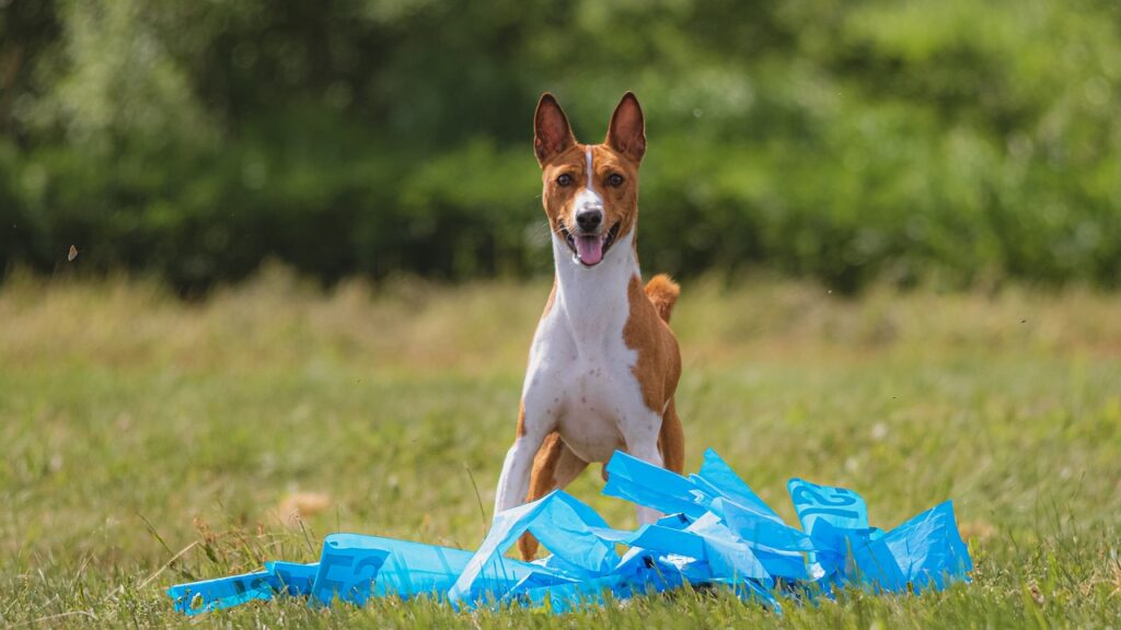 How Can I Find Pet-friendly Beach Accommodations?