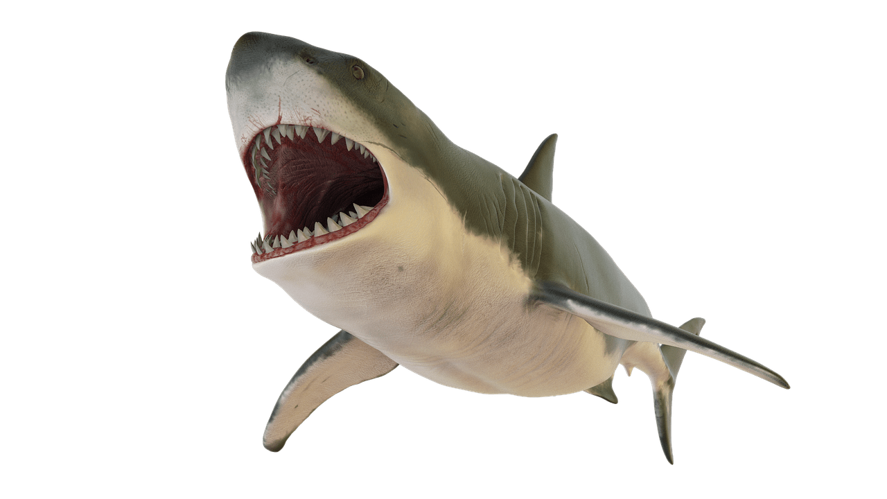 What Should I Do In Case Of A Shark Sighting?